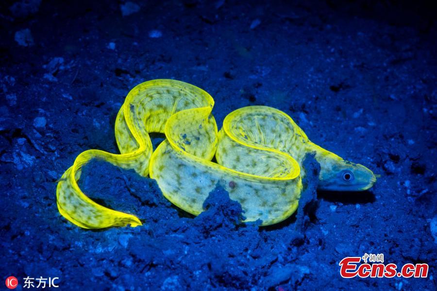 Photographer Simon Pierce, 39, took the images over several months after visiting both Nosy Sakatia in Madagascar and Mafia Island in Tanzania recently.He was thrilled to spot the biofluorescence creatures- which produce their own light-he managed to capture, including fireflies and glow worms. (Photo/IC)