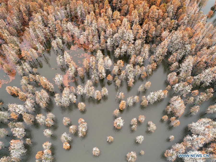 Aerial photo taken on Dec. 5, 2018 shows pond cypress trees at Chishan Lake National Wetland Park in the Lai\'an County, east China\'s Anhui Province. The cypress trees not only curb water and soil erosion, but also attract various kinds of birds. (Xinhua/Cao Li)