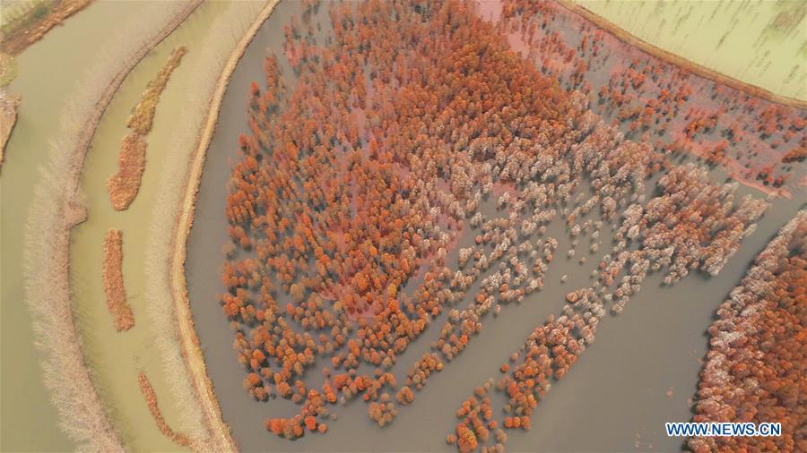 Aerial photo taken on Dec. 5, 2018 shows pond cypress trees at Chishan Lake National Wetland Park in the Lai\'an County, east China\'s Anhui Province. The cypress trees not only curb water and soil erosion, but also attract various kinds of birds. (Xinhua/Cao Li)