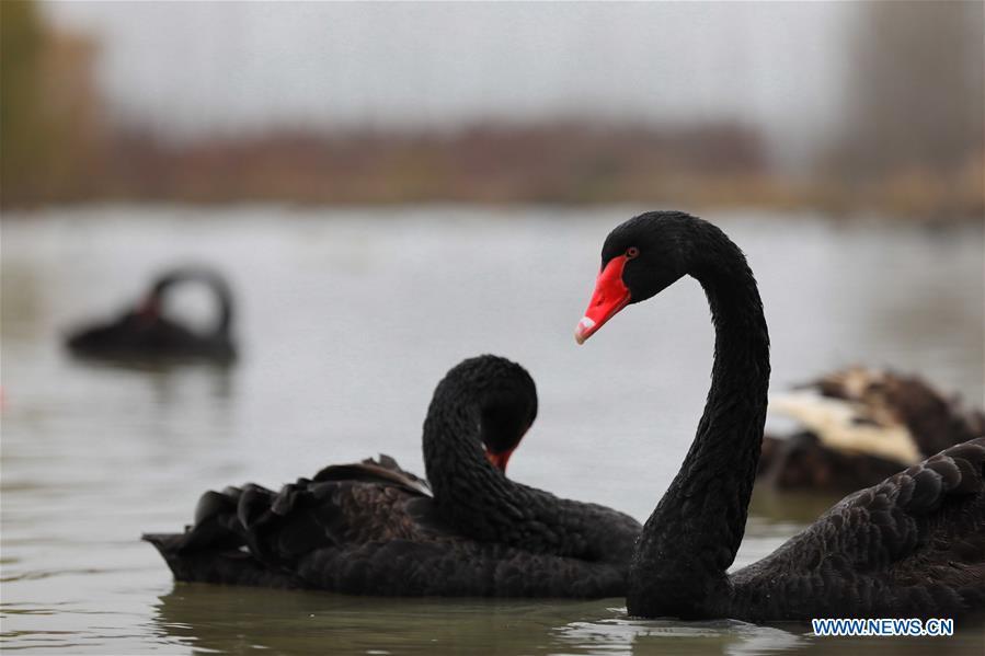 Photo taken on Dec. 5, 2018 shows swans at the Chishan Lake National Wetland Park in the Lai\'an County, east China\'s Anhui Province. The cypress trees not only curb water and soil erosion, but also attract various kinds of birds. (Xinhua/Cao Li)