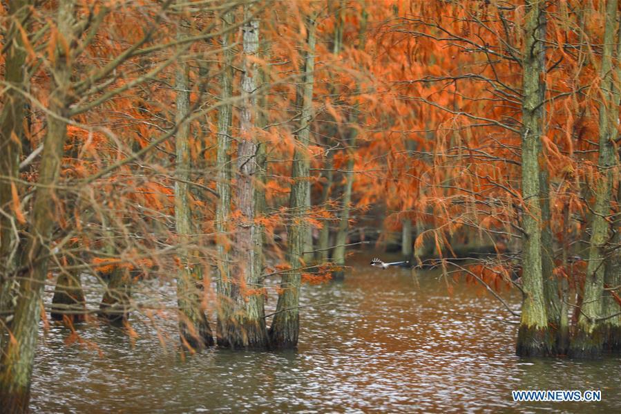 Aerial photo taken on Dec. 5, 2018 shows pond cypress trees at Chishan Lake National Wetland Park in the Lai\'an County, east China\'s Anhui Province. The cypress trees not only curb water and soil erosion, but also attract various kinds of birds.(Xinhua/Cao Li)