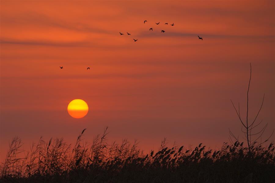 Photo taken on Dec. 6, 2018 shows the sunrise in Baiyangdian of Anxin County, Xiongan New Area, north China\'s Hebei Province. (Xinhua/Xing Guangli)