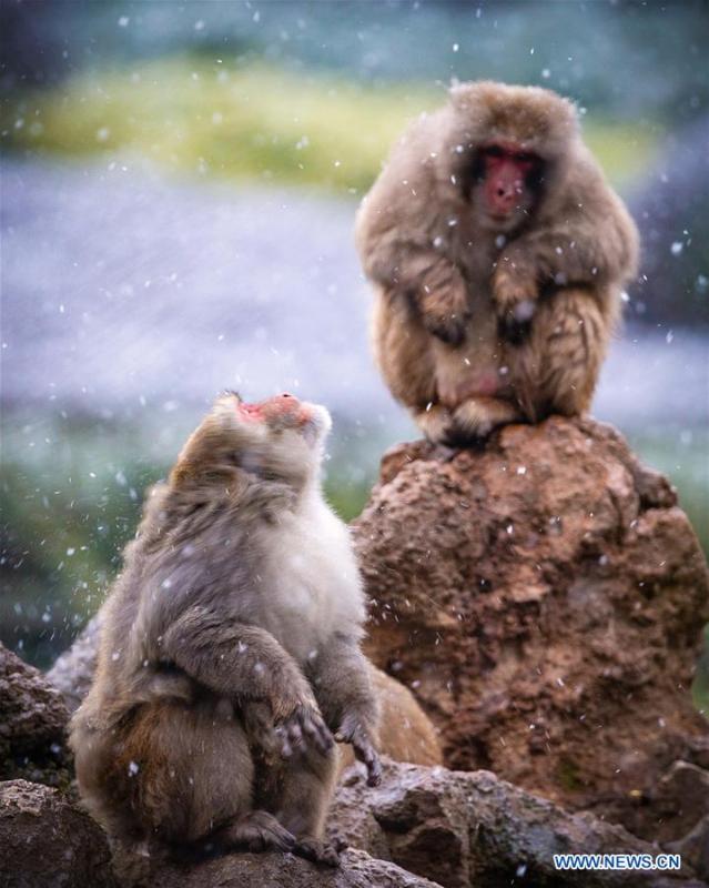Macaques have fun in snow at Hongshan Forest Zoo in Nanjing, capital city of east China\'s Jiangsu Province, Dec. 9, 2018. (Xinhua/Su Yang)