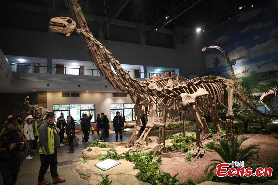 Visitors look at a display of dinosaur fossils at the Zigong Dinosaur Museum in Zigong City, Southwest China’s Sichuan Province, Dec. 9, 2018. The museum sitting on top of a large concentration of a diverse dinosaur assemblage from the Dashanpu Formation, is known for vast quantities of dinosaur fossils, sound preservation, and great varieties. It is one of the three largest dinosaur museums in the world. (Photo: China News Service/Liu Zhongjun)