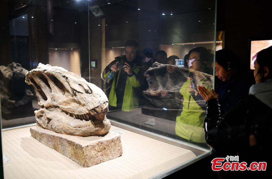 Visitors look at a display of dinosaur fossils at the Zigong Dinosaur Museum in Zigong City, Southwest China’s Sichuan Province, Dec. 9, 2018. The museum sitting on top of a large concentration of a diverse dinosaur assemblage from the Dashanpu Formation, is known for vast quantities of dinosaur fossils, sound preservation, and great varieties. It is one of the three largest dinosaur museums in the world. (Photo: China News Service/Liu Zhongjun)