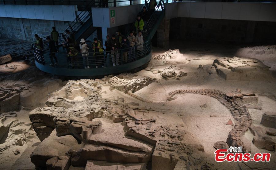 Visitors look at a display of dinosaur fossils at the Zigong Dinosaur Museum in Zigong City, Southwest China’s Sichuan Province, Dec. 9, 2018. The museum sitting on top of a large concentration of a diverse dinosaur assemblage from the Dashanpu Formation, is known for vast quantities of dinosaur fossils, sound preservation, and great varieties. It is one of the three largest dinosaur museums in the world. (Photo: China News Service/Liu Zhongjun)