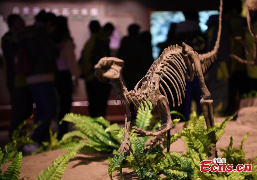 Visitors look at a display of dinosaur fossils at the Zigong Dinosaur Museum in Zigong City, Southwest China’s Sichuan Province, Dec. 9, 2018. The museum sitting on top of a large concentration of a diverse dinosaur assemblage from the Dashanpu Formation, is known for vast quantities of dinosaur fossils, sound preservation, and great varieties. It is one of the three largest dinosaur museums in the world. (Photo: China News Service/Liu Zhongjun)