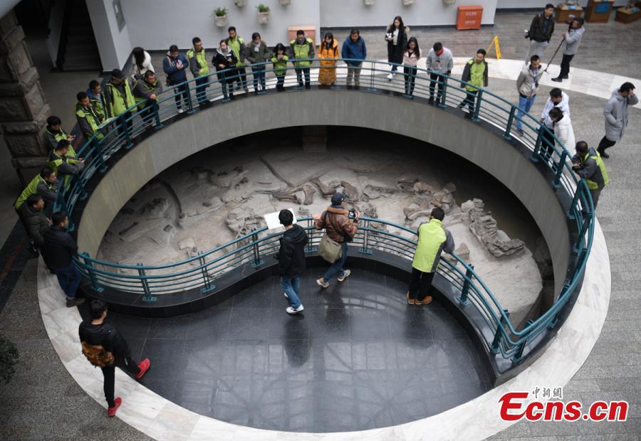 Visitors look at a display of dinosaur fossils at the Zigong Dinosaur Museum in Zigong City, Southwest China’s Sichuan Province, Dec. 9, 2018. The museum sitting on top of a large concentration of a diverse dinosaur assemblage from the Dashanpu Formation, is known for vast quantities of dinosaur fossils, sound preservation, and great varieties. It is one of the three largest dinosaur museums in the world. (Photo: China News Service/Liu Zhongjun)
