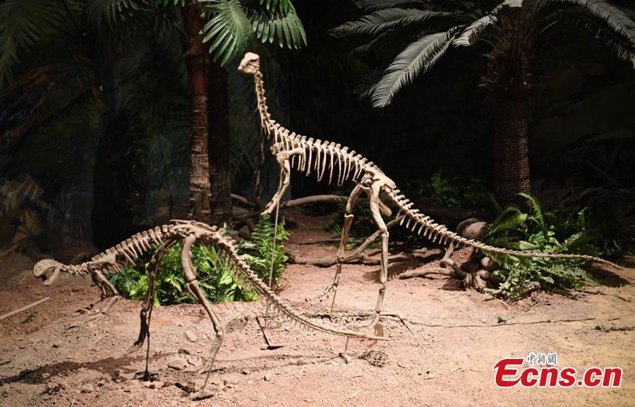 Visitors look at a display of dinosaur fossils at the Zigong Dinosaur Museum in Zigong City, Southwest China’s Sichuan Province, Dec. 9, 2018. The museum sitting on top of a large concentration of a diverse dinosaur assemblage from the Dashanpu Formation, is known for vast quantities of dinosaur fossils, sound preservation, and great varieties. It is one of the three largest dinosaur museums in the world. (Photo: China News Service/Liu Zhongjun)