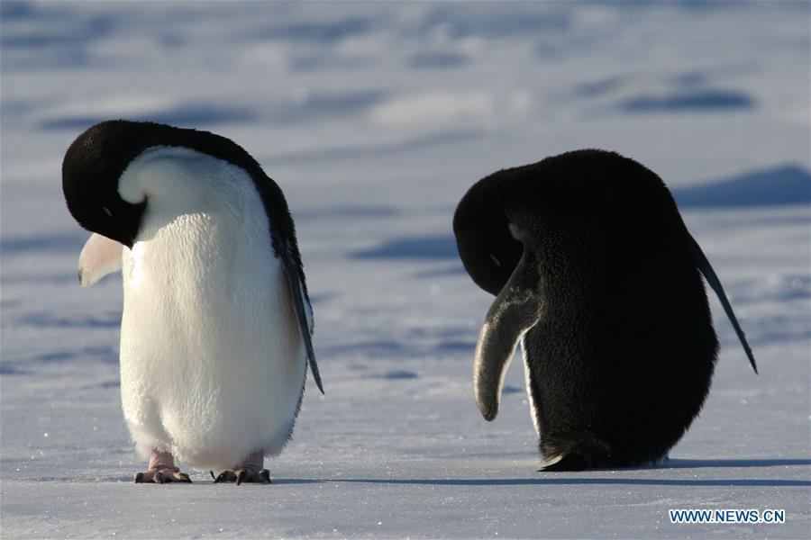 Adelie penguins rest near China\'s research icebreaker Xuelong in Antarctica, Dec. 2, 2018. China\'s research icebreaker Xuelong, also known as the Snow Dragon, is now 44 kilometers away from the Zhongshan station. Unloading operations have been carried out after the transportation routes were determined. (Xinhua/Liu Shiping)