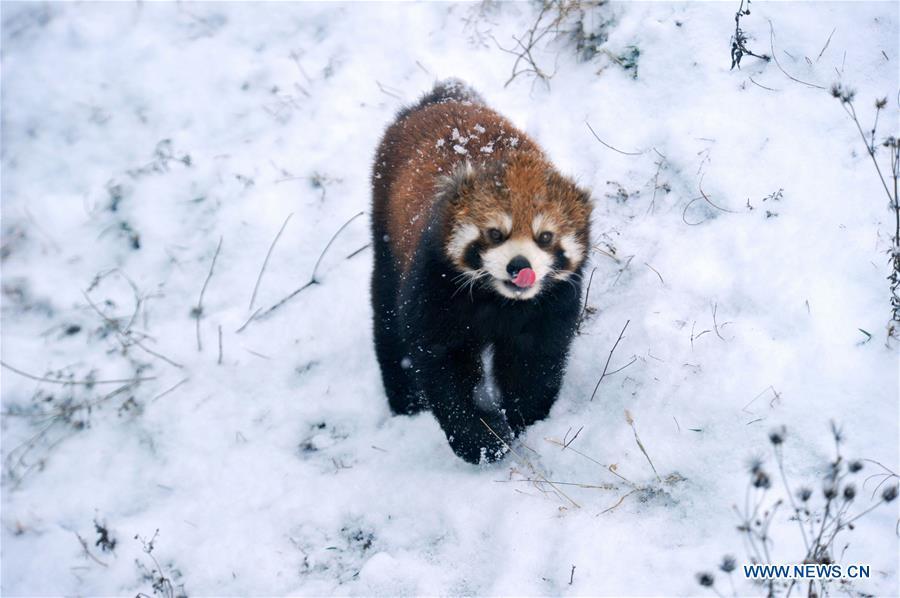 A red panda walks in snow in Qingdao Forest Wildlife World in Qingdao City, east China\'s Shandong Province, Dec. 11, 2018. Parts of Shandong Province met snow on Tuesday. (Xinhua)