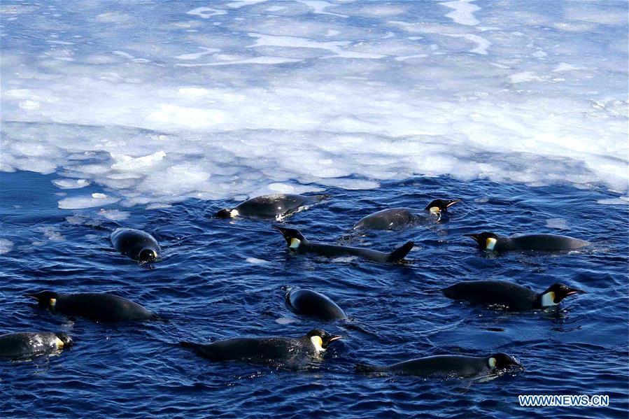 Emperor penguins swim near China\'s research icebreaker Xuelong in Antarctica, Dec. 5, 2018. China\'s research icebreaker Xuelong, also known as the Snow Dragon, is now 44 kilometers away from the Zhongshan station. Unloading operations have been carried out after the transportation routes were determined. (Xinhua/Liu Shiping)