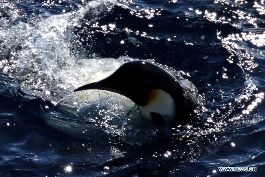 An emperor penguin swims near China\'s research icebreaker Xuelong in Antarctica, Dec. 5, 2018. China\'s research icebreaker Xuelong, also known as the Snow Dragon, is now 44 kilometers away from the Zhongshan station. Unloading operations have been carried out after the transportation routes were determined. (Xinhua/Liu Shiping)