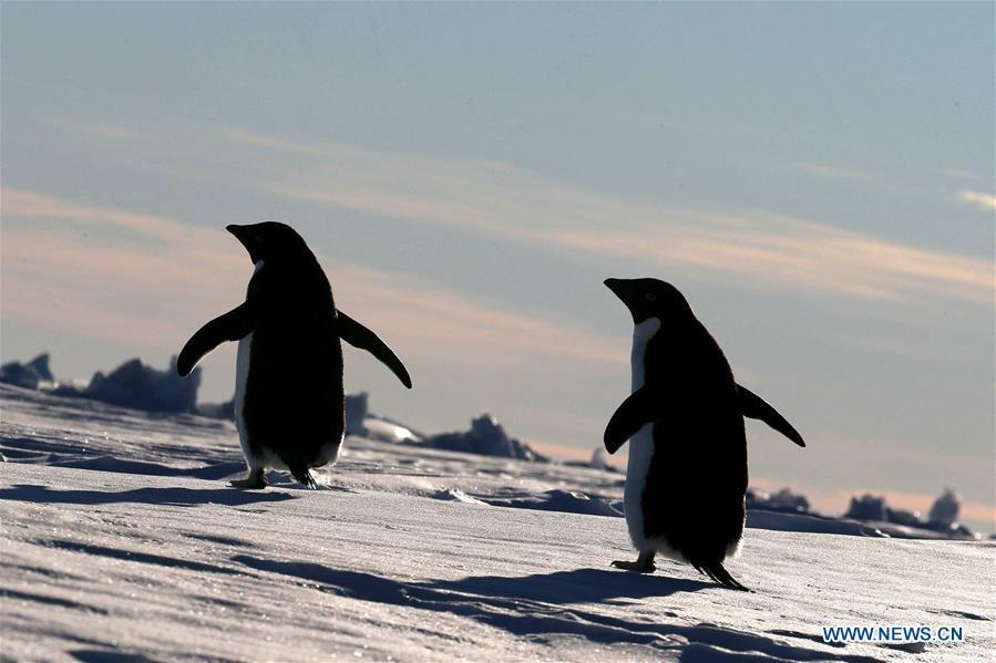 Adelie penguins walk near China\'s research icebreaker Xuelong in Antarctica, Dec. 2, 2018. China\'s research icebreaker Xuelong, also known as the Snow Dragon, is now 44 kilometers away from the Zhongshan station. Unloading operations have been carried out after the transportation routes were determined. (Xinhua/Liu Shiping)
