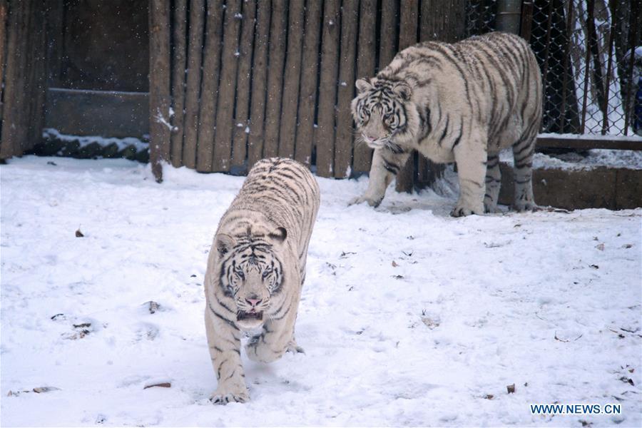 Tigers walk in snow in Qingdao Forest Wildlife World in Qingdao City, east China\'s Shandong Province, Dec. 11, 2018. Parts of Shandong Province met snow on Tuesday. (Xinhua)