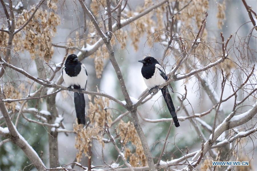 Two birds settle on branches in snow in Qingdao Forest Wildlife World in Qingdao City, east China\'s Shandong Province, Dec. 11, 2018. Parts of Shandong Province met snow on Tuesday. (Xinhua)