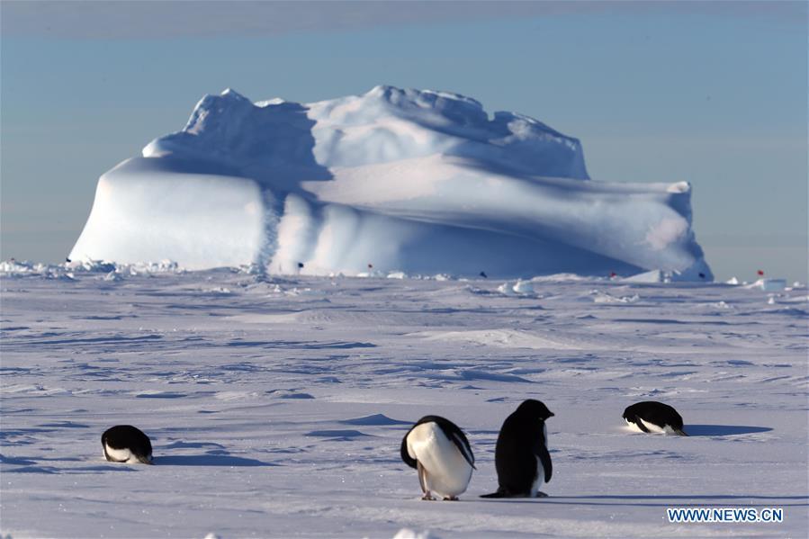 Adelie penguins are seen near China\'s research icebreaker Xuelong in Antarctica, Dec. 2, 2018. China\'s research icebreaker Xuelong, also known as the Snow Dragon, is now 44 kilometers away from the Zhongshan station. Unloading operations have been carried out after the transportation routes were determined. (Xinhua/Liu Shiping)