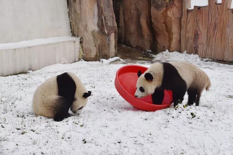 Chuxin and Muyun play in the snow-covered Siberian Tiger Park in Changchun city, capital of Northeast China\'s Jilin province. [Photo by Zhang Meng for chinadaily.com.cn]