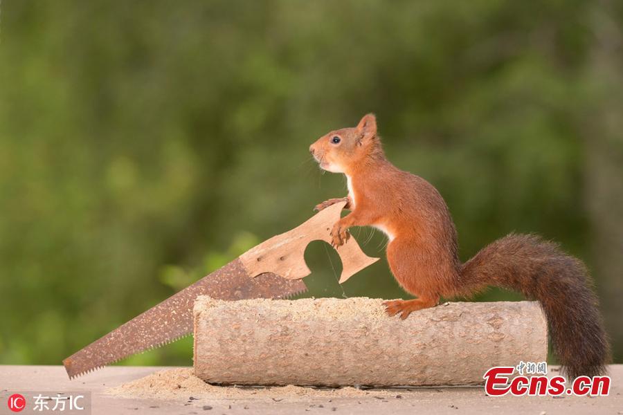 A wild squirrel uses a tiny saw to cut up sticks. The surreal pictures show the squirrels hard at work cutting the stick into tiny logs before wheeling them from their pile over to the stove.(Photo/IC)