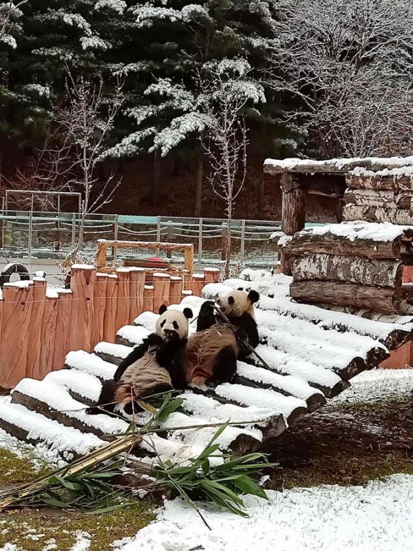 Chuxin and Muyun play in the snow-covered Siberian Tiger Park in Changchun city, capital of Northeast China\'s Jilin province. [Photo by Zhang Meng for chinadaily.com.cn]