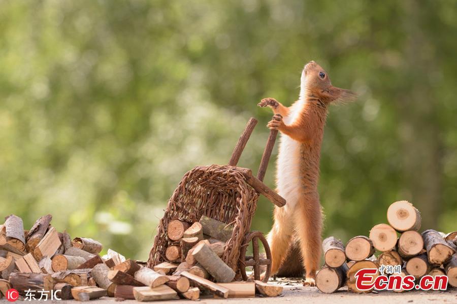A wild squirrel unloads logs off a cart. The surreal pictures show the squirrels hard at work cutting the stick into tiny logs before wheeling them from their pile over to the stove.(Photo/IC)