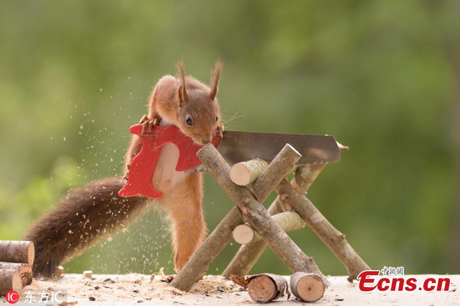 A wild squirrel uses a tiny saw to cut up sticks. The surreal pictures show the squirrels hard at work cutting the stick into tiny logs before wheeling them from their pile over to the stove.(Photo/IC)