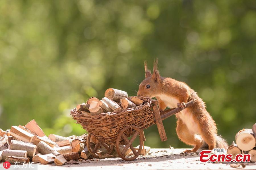 A wild squirrel pushes a cart with logs. The surreal pictures show the squirrels hard at work cutting the stick into tiny logs before wheeling them from their pile over to the stove.(Photo/IC)