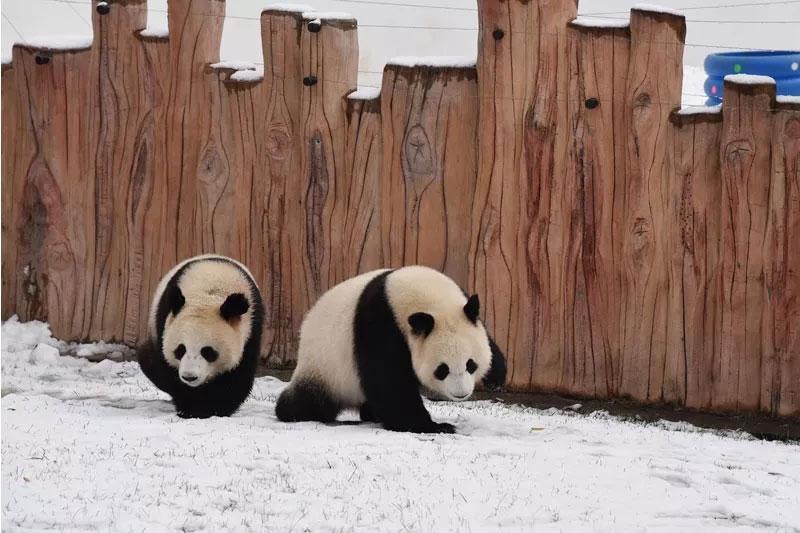 Chuxin and Muyun play in the snow-covered Siberian Tiger Park in Changchun city, capital of Northeast China\'s Jilin province. [Photo by Zhang Meng for chinadaily.com.cn]