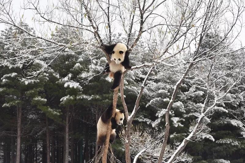 Chuxin and Muyun play in the snow-covered Siberian Tiger Park in Changchun city, capital of Northeast China\'s Jilin province. [Photo by Zhang Meng for chinadaily.com.cn]