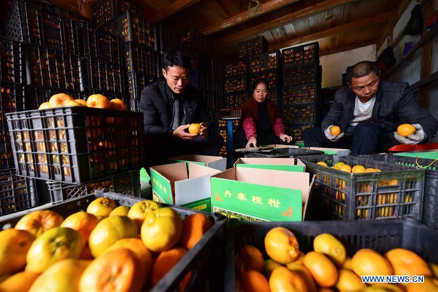 Farmers package ponkans, a kind of orange, at Fangsheng Village of Danzhai County of Qiandongnan Miao and Dong Autonomous Prefecture, southwest China\'s Guizhou Province, Dec. 13, 2018. Fangsheng Village has been known as a \