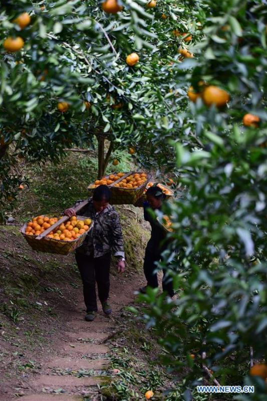 Farmers carry ponkans, a kind of orange, at Fangsheng Village of Danzhai County of Qiandongnan Miao and Dong Autonomous Prefecture, southwest China\'s Guizhou Province, Dec. 13, 2018. Fangsheng Village has been known as a \