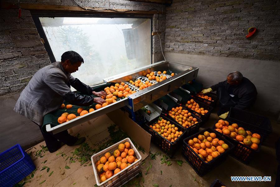 Farmers sort ponkans, a kind of orange, at Fangsheng Village of Danzhai County of Qiandongnan Miao and Dong Autonomous Prefecture, southwest China\'s Guizhou Province, Dec. 13, 2018. Fangsheng Village has been known as a \