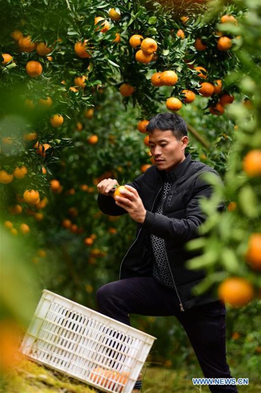 A farmer trims a tree of ponkan, a kind of orange, at Fangsheng Village of Danzhai County of Qiandongnan Miao and Dong Autonomous Prefecture, southwest China\'s Guizhou Province, Dec. 13, 2018. Fangsheng Village has been known as a \