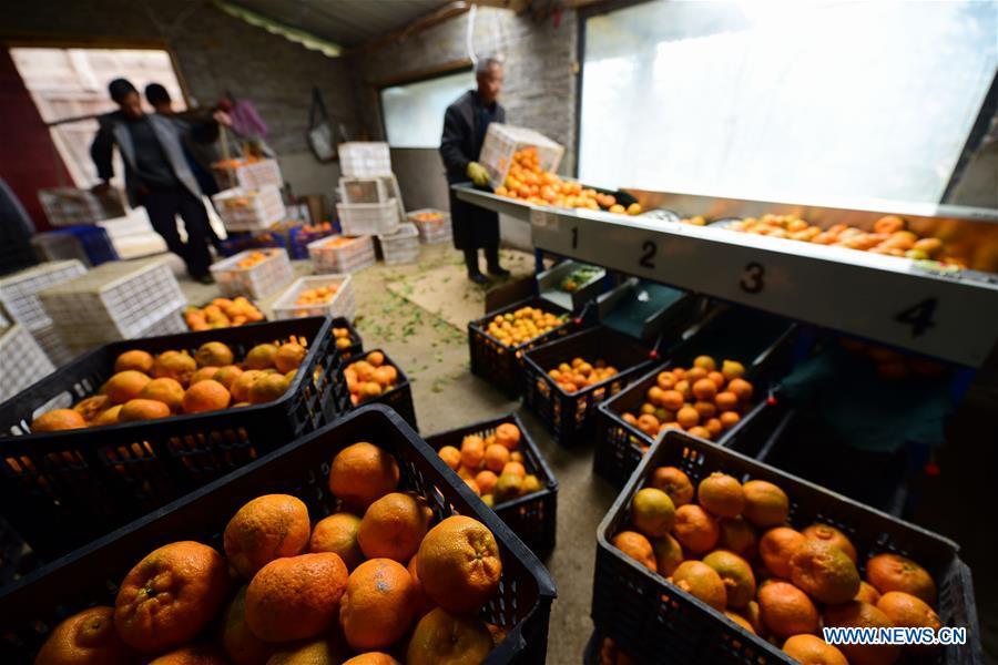 Farmers sort ponkans, a kind of orange, at Fangsheng Village of Danzhai County of Qiandongnan Miao and Dong Autonomous Prefecture, southwest China\'s Guizhou Province, Dec. 13, 2018. Fangsheng Village has been known as a \
