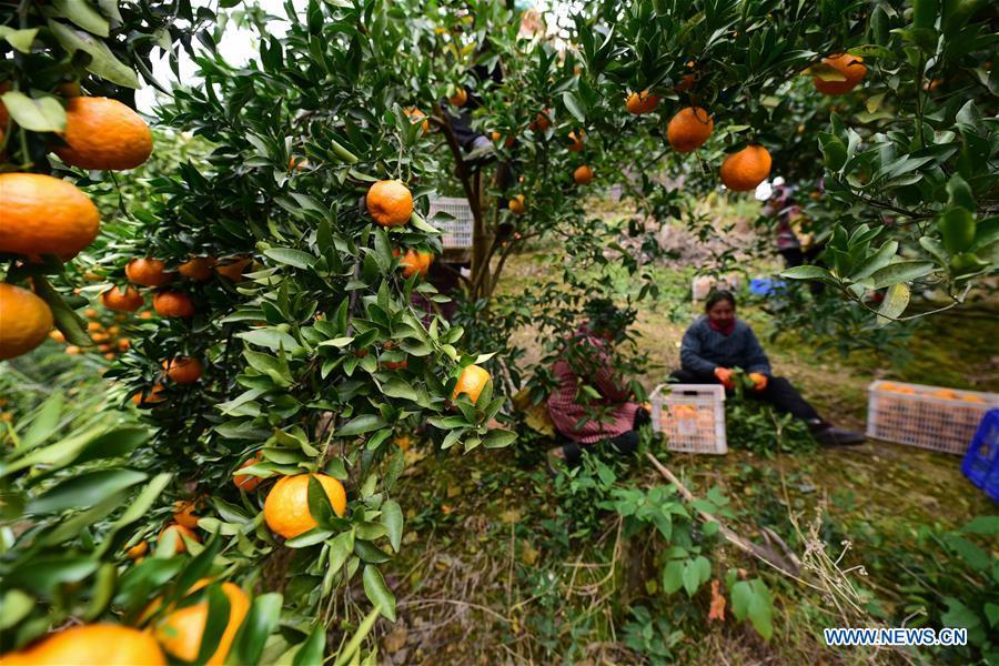 Farmers pick ponkans, a kind of orange, at Fangsheng Village of Danzhai County of Qiandongnan Miao and Dong Autonomous Prefecture, southwest China\'s Guizhou Province, Dec. 13, 2018. Fangsheng Village has been known as a \