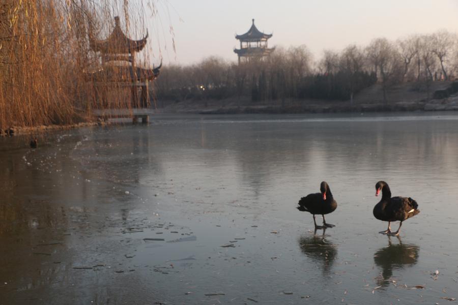 More than 100 swans play and dance on the water in the cold weather in Swan Lake, Guangping county, Handan city, Hebei province, on Dec 14. Their white and black feathers and graceful gestures attract tourists to stop and watch. (Photo by Cheng Xuehu/Asianewsphoto)