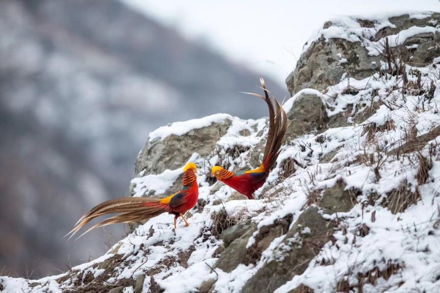 Golden pheasants, a bird species listed as a second-level protected wild animal, were seen by photographers in a snowy field in Sanmenxia city, Central China\'s Henan Province. (Photo by Zhang Rongfang for chinadaily.com.cn)