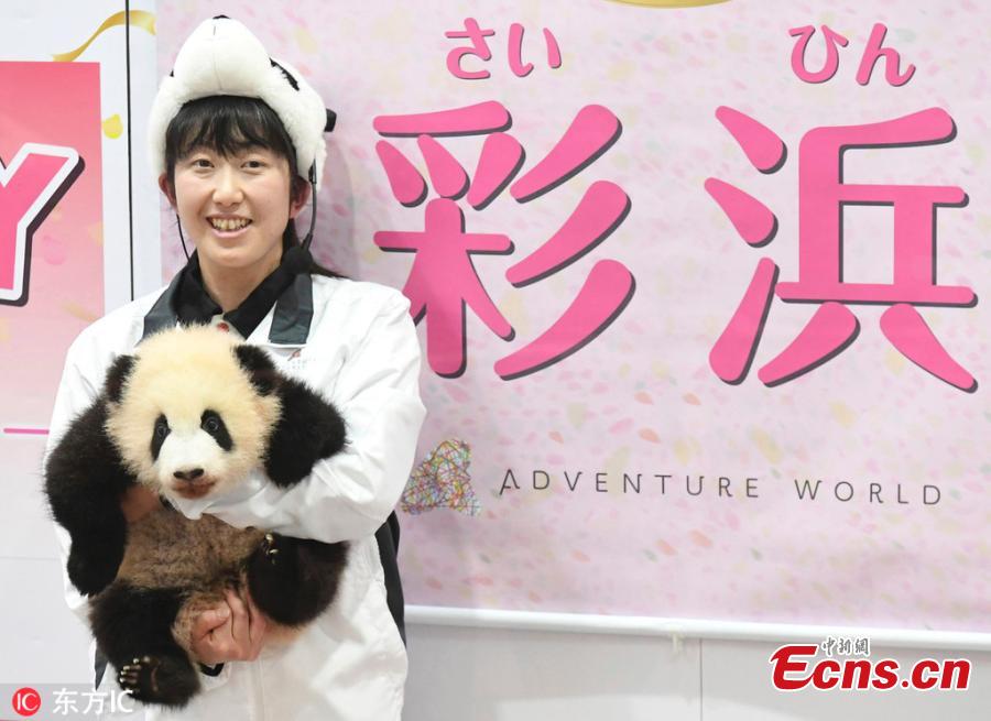 The name of a baby giant panda is announced as \