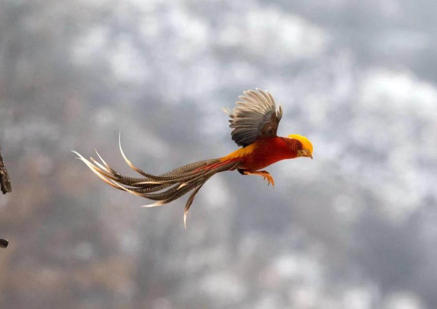 Golden pheasants, a bird species listed as a second-level protected wild animal, were seen by photographers in a snowy field in Sanmenxia city, Central China\'s Henan Province. (Photo by Zhang Rongfang for chinadaily.com.cn)

Photographers in a snowy field in Sanmenxia city, Central China\'s Henan Province, captured golden pheasants, a bird species listed as a second-level protected wild animal.

The bird is also known as the \