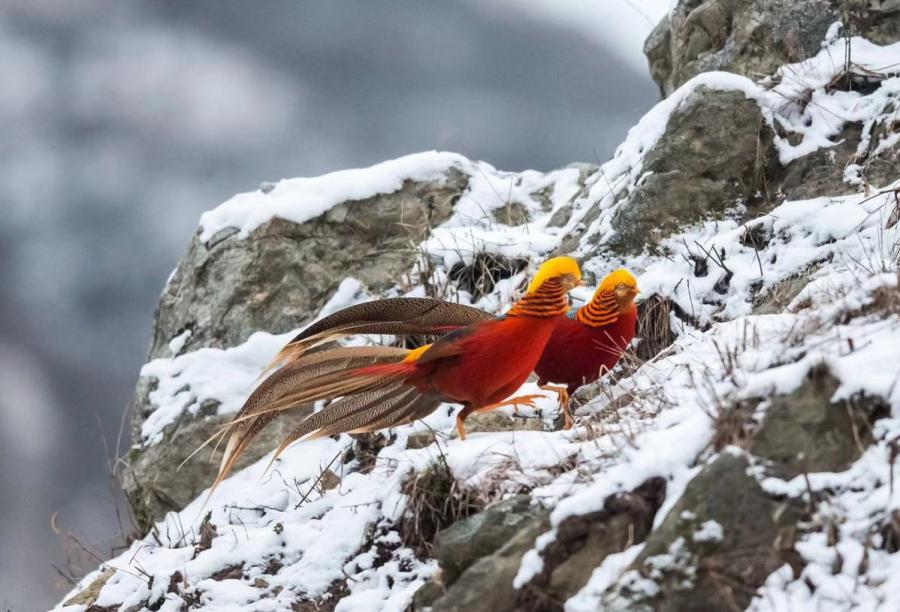 Golden pheasants, a bird species listed as a second-level protected wild animal, were seen by photographers in a snowy field in Sanmenxia city, Central China\'s Henan Province. (Photo by Zhang Rongfang for chinadaily.com.cn)