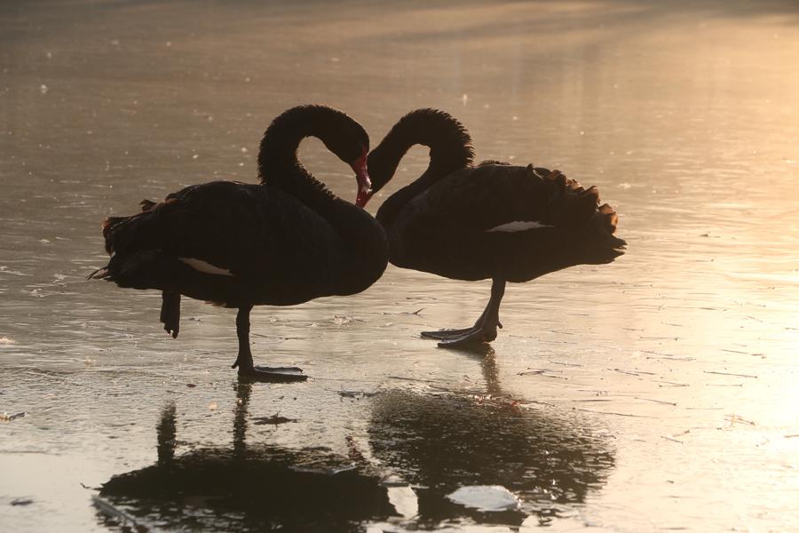 More than 100 swans play and dance on the water in the cold weather in Swan Lake, Guangping county, Handan city, Hebei province, on Dec 14. Their white and black feathers and graceful gestures attract tourists to stop and watch. (Photo by Cheng Xuehu/Asianewsphoto)