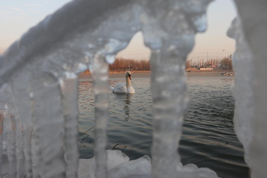 More than 100 swans play and dance on the water in the cold weather in Swan Lake, Guangping county, Handan city, Hebei province, on Dec 14. Their white and black feathers and graceful gestures attract tourists to stop and watch. (Photo by Cheng Xuehu/Asianewsphoto)