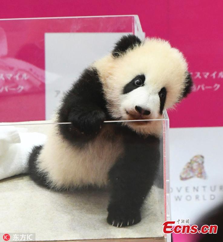 The name of a baby giant panda is announced as \