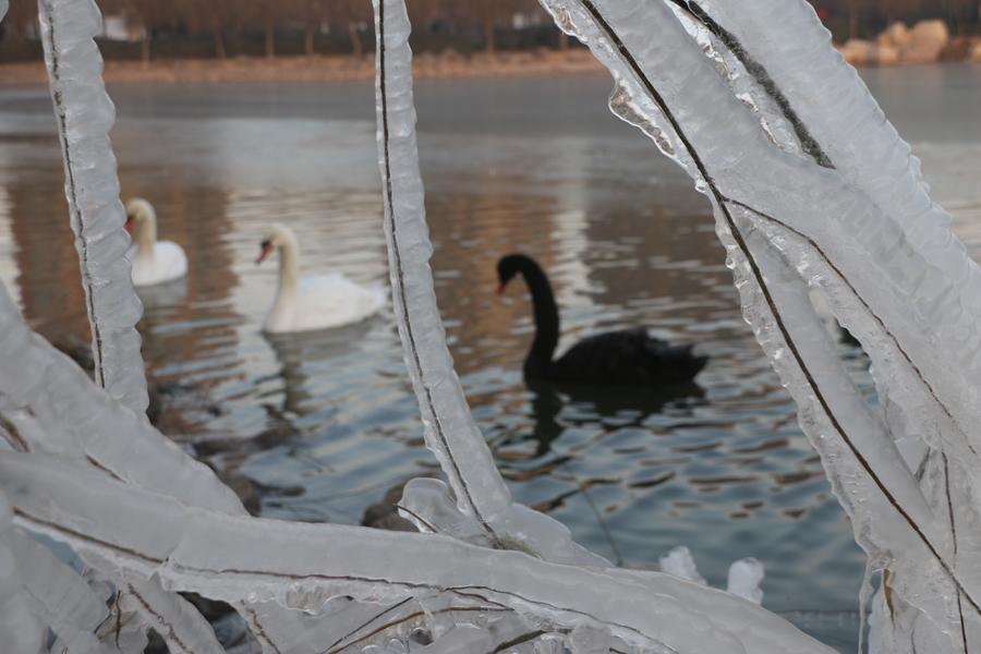 More than 100 swans play and dance on the water in the cold weather in Swan Lake, Guangping county, Handan city, Hebei province, on Dec 14. Their white and black feathers and graceful gestures attract tourists to stop and watch. (Photo by Cheng Xuehu/Asianewsphoto)