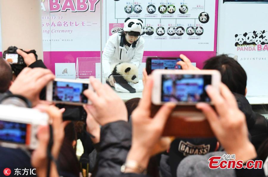 The name of a baby giant panda is announced as \
