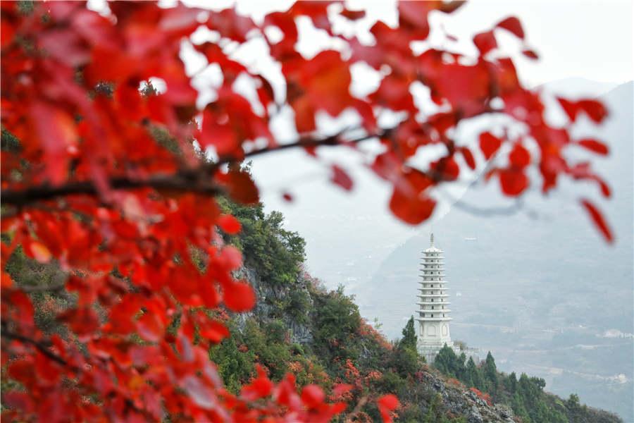 The Wenfeng scenic area is seen on Wushan Mountain. (Photo provided to chinadaily.com.cn)

Wushan Mountain in Wushan county of Chongqing municipality is famous for its legends of a goddess and stunning scenery of red leaves. The red leaves in Wushan beautify the landscape and are plentiful during the longest viewing period among the scenic sites in the Three Gorges area, which has become a tourism name card of Wushan Mountain.

There is a \