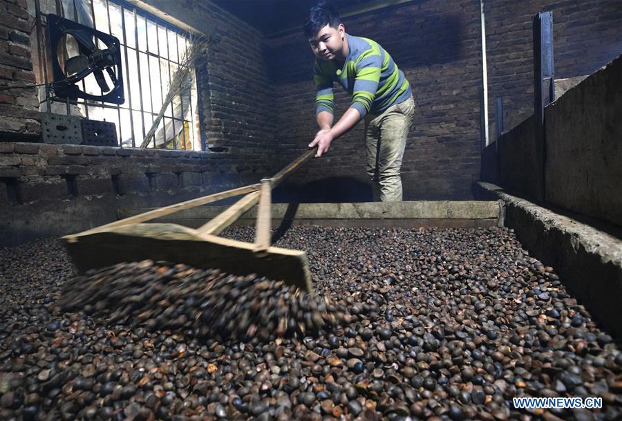 Villager Yang Liangfu dries camellia seeds for oil extraction in Licha Village of Longsheng County, south China\'s Guangxi Zhuang Autonomous Region, Dec. 17, 2018. Camellia oil made with traditional methods by workshops in the village is quite popular in market because of its better quality and longer guarantee. (Xinhua/Huang Yongdan)