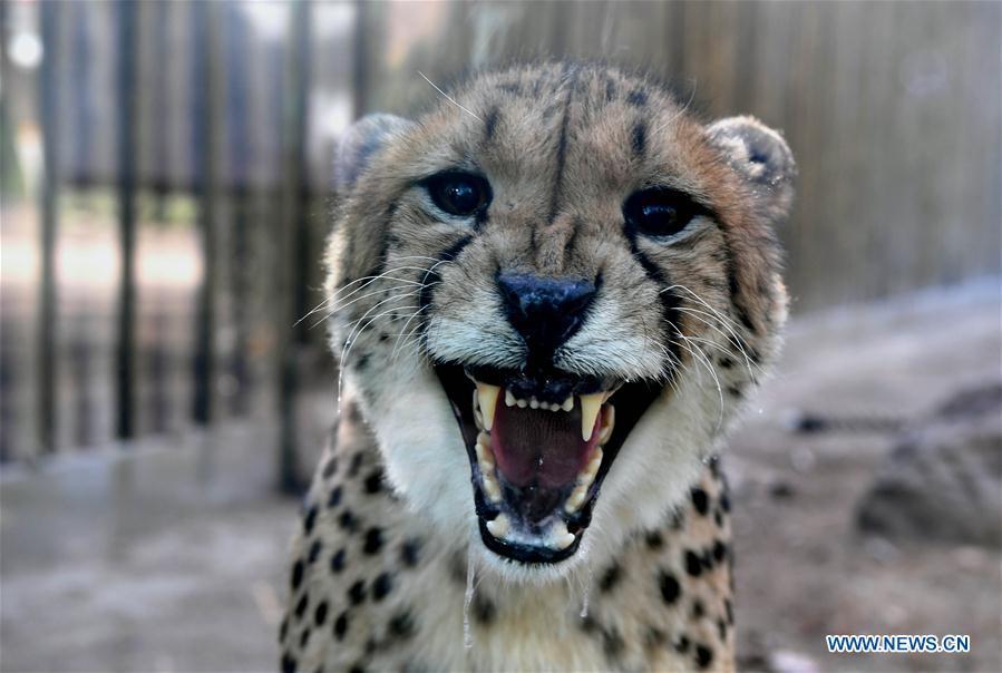 A cheetah is seen in the Zhengzhou Zoo in Zhengzhou, capital of central China\'s Henan Province, Dec. 18, 2018. Zhengzhou Zoo has welcomed five couples of cheetahs from South Africa for the first time recently. (Xinhua/Li An)