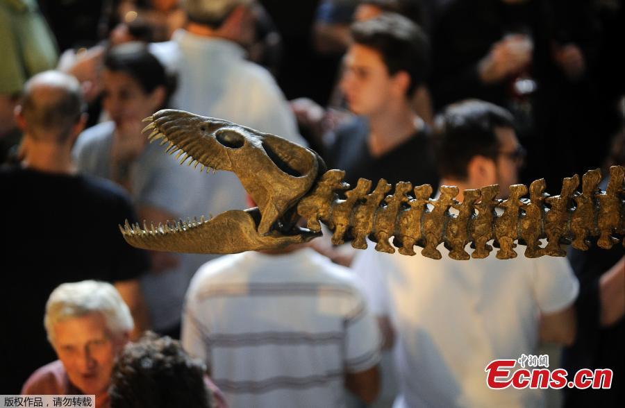 Visitors admire replica of a 65-million-year-old skeleton of a plesiosaur marine reptile at the Bernardino Rivadavia Natural Science Museum in Buenos Aires, Argentina, on Dec. 19, 2018. The fossil is found in Cretaceous period rocks submerged in Lake Argentino at the foot of the Andes mountains. The fossil is nine meters long with each fin measuring 1.3 meters. (Photo/Agencies)