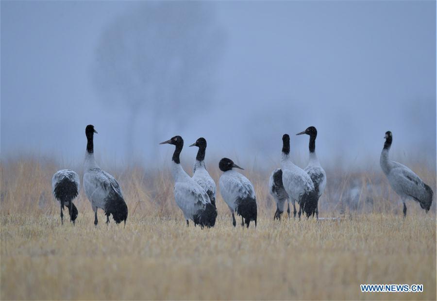 Photo taken on Dec. 18, 2018 shows black-necked cranes in Linzhou County of Lhasa, capital of southwest China\'s Tibet Autonomous Region. Thousands of black-necked cranes have arrived here to spend the winter time. (Xinhua/Purbu Zhaxi)